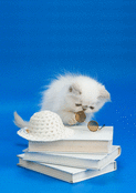 Chaton curieux avec lunettes et livres